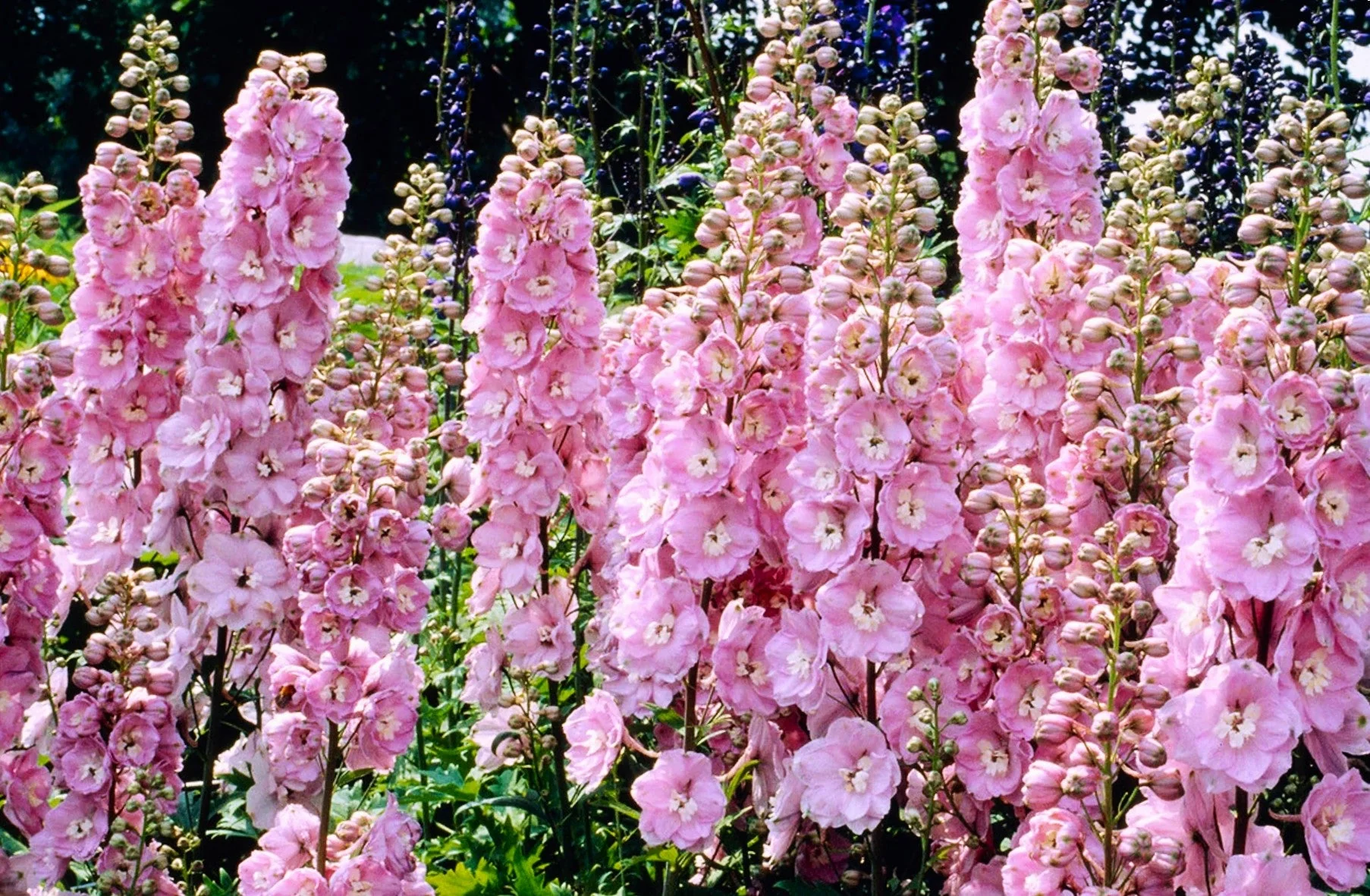 Pink Queen Rocket Larkspur - Image 4