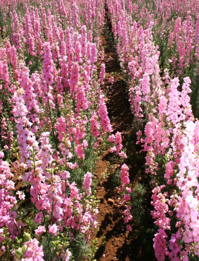 Pink Queen Rocket Larkspur - Image 5