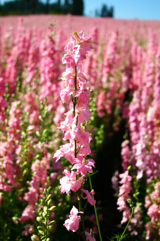 Pink Queen Rocket Larkspur - Image 6