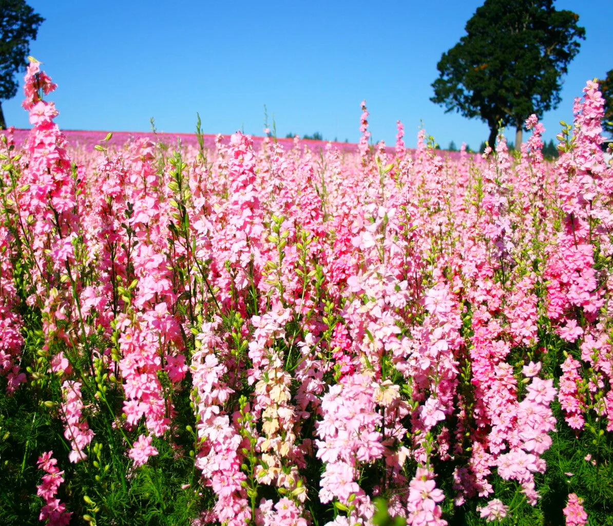 Pink Queen Rocket Larkspur - Image 7