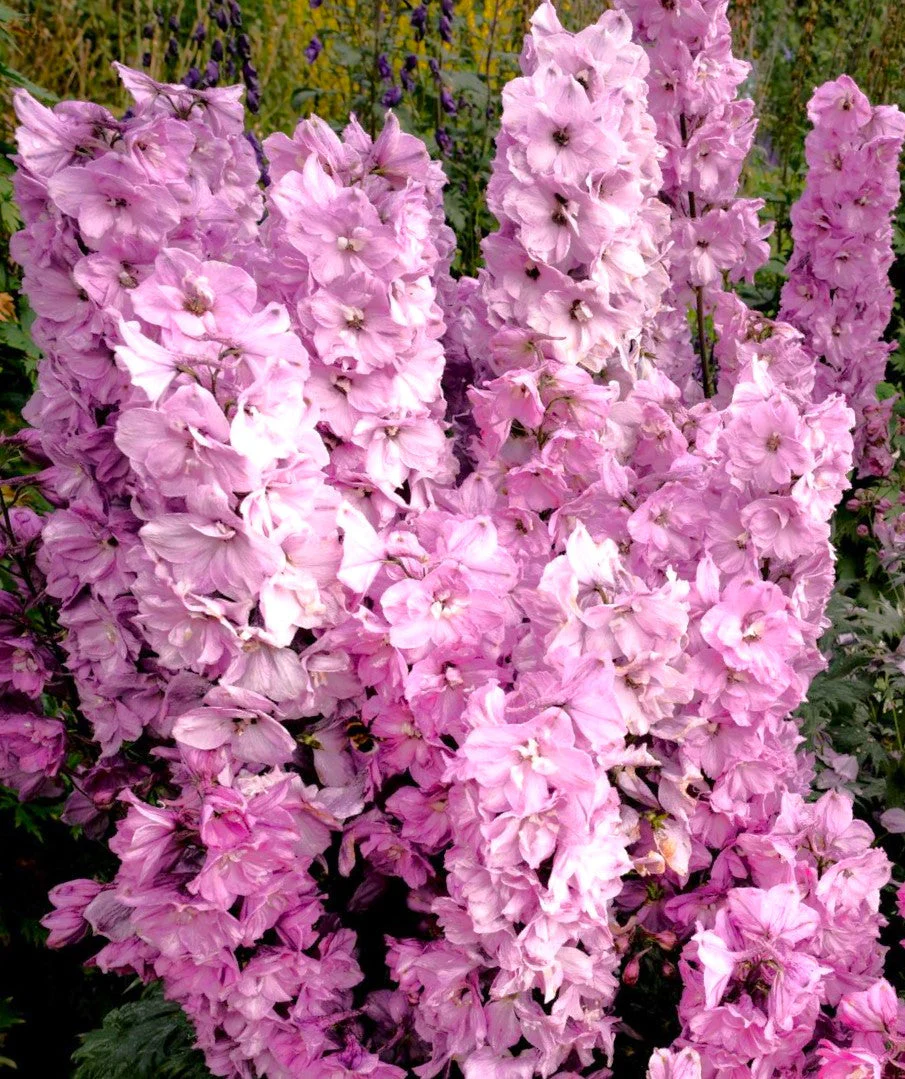 Pink Queen Rocket Larkspur - Image 9