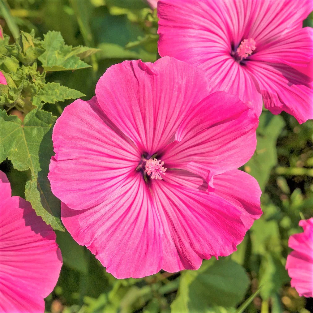 Pink Rose Mallow