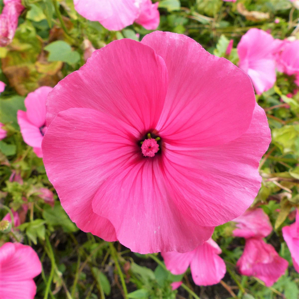 Pink Rose Mallow - Image 2