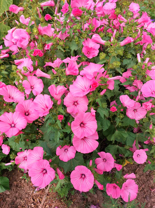 Pink Rose Mallow - Image 3