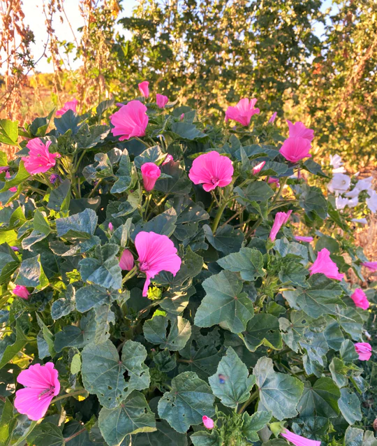 Pink Rose Mallow - Image 4