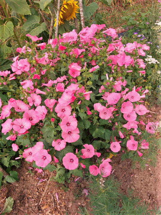 Pink Rose Mallow - Image 5