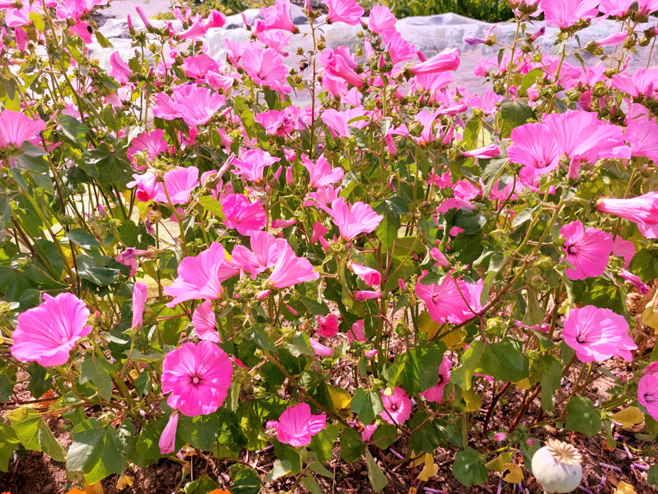 Pink Rose Mallow - Image 6