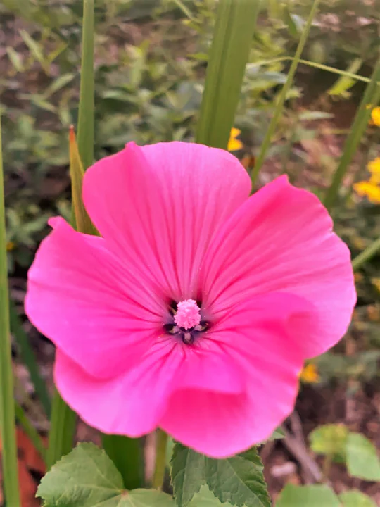 Pink Rose Mallow - Image 7