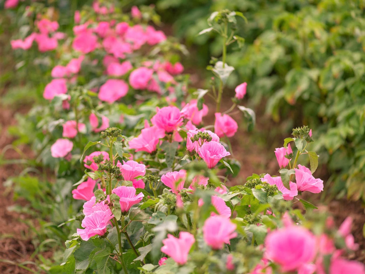Pink Rose Mallow - Image 8