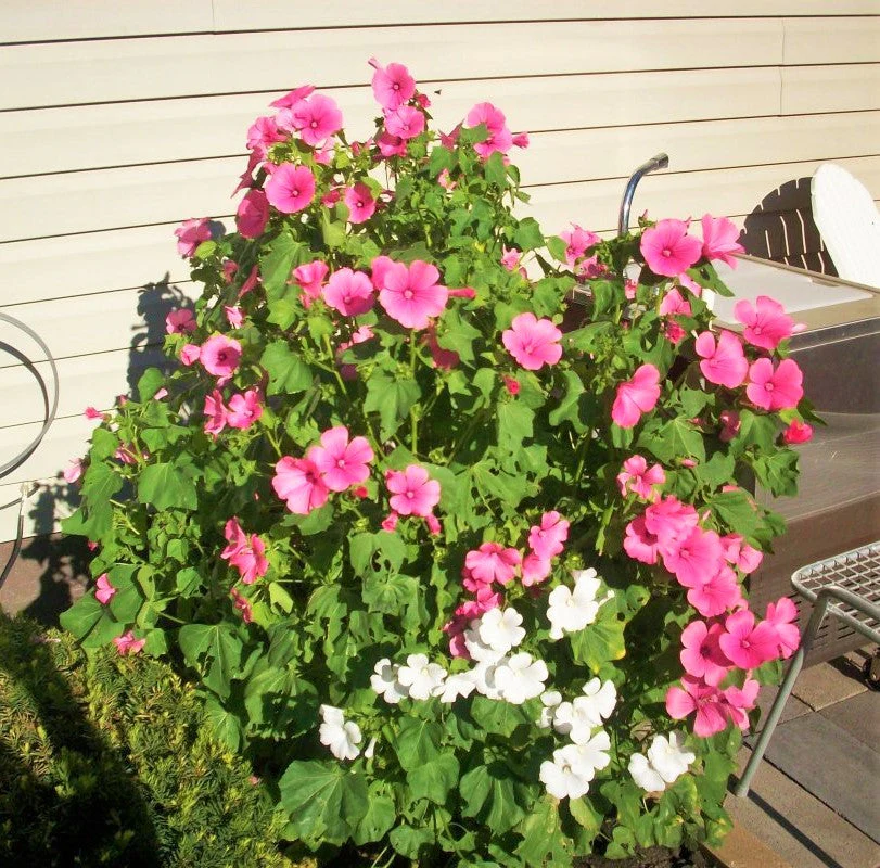 Pink Rose Mallow - Image 9
