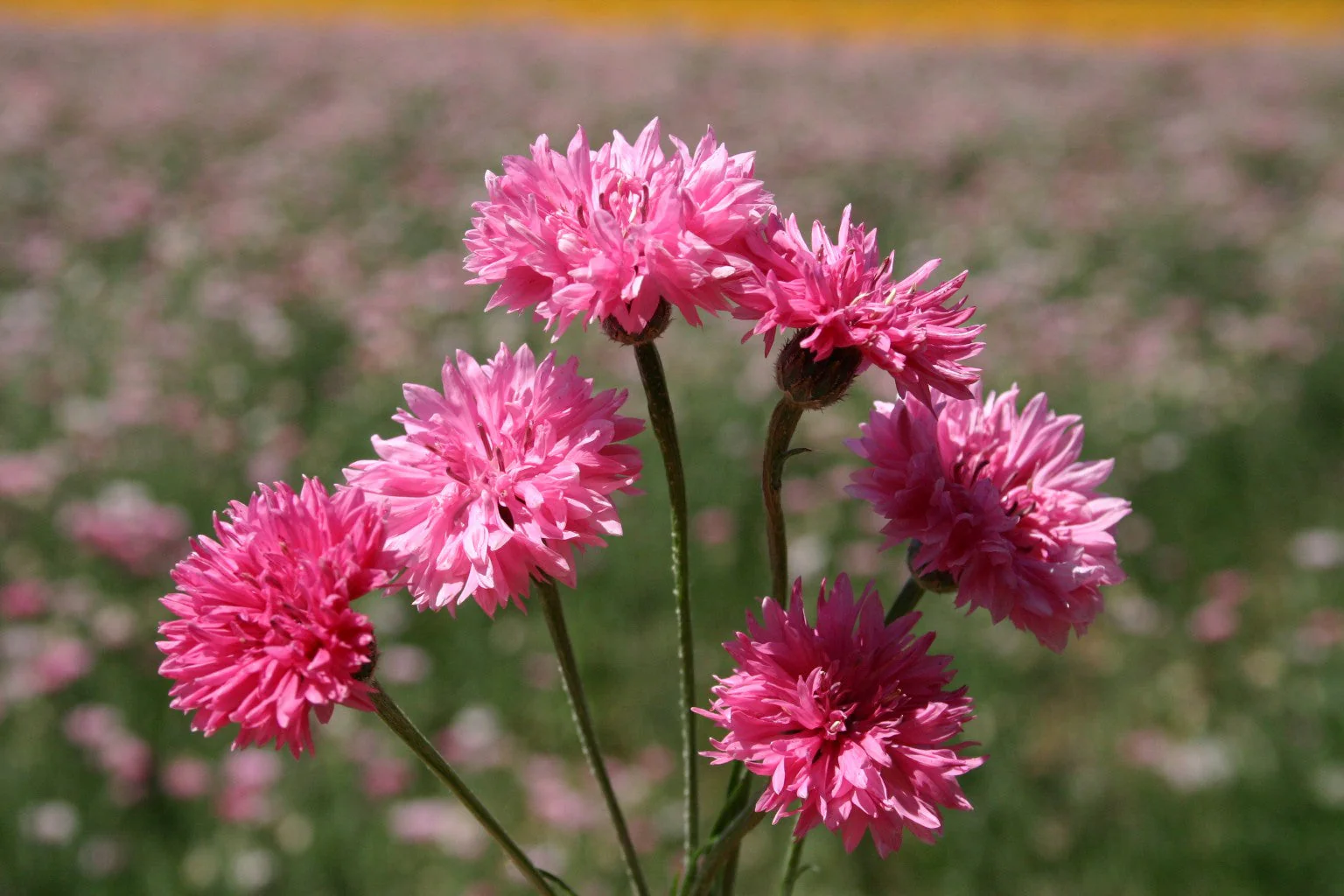 Pink Tall Bachelor Button - Image 4