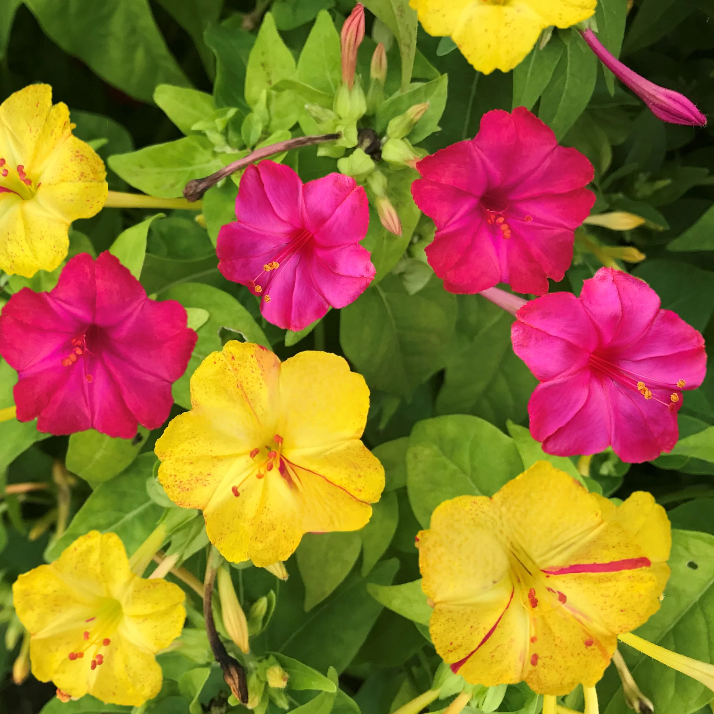 Pink & Yellow Mix Four O' Clock