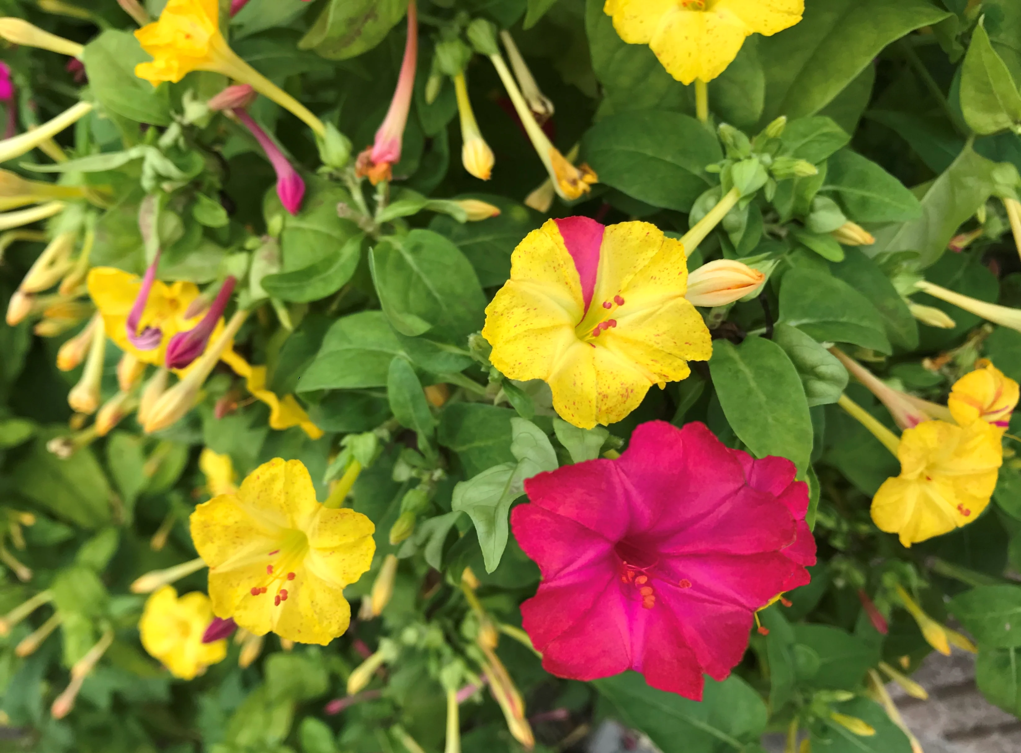 Pink & Yellow Mix Four O' Clock - Image 2
