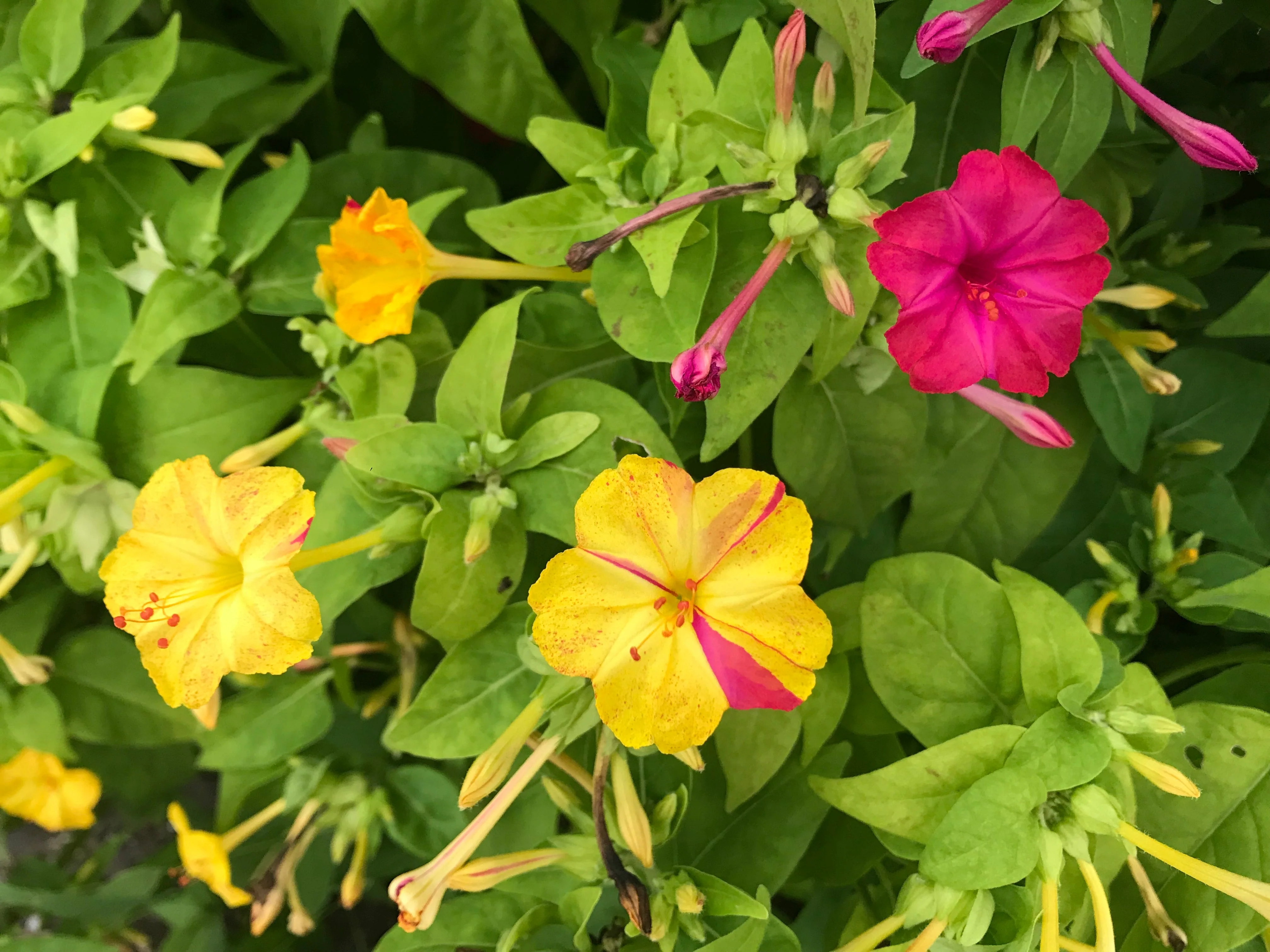 Pink & Yellow Mix Four O' Clock - Image 3