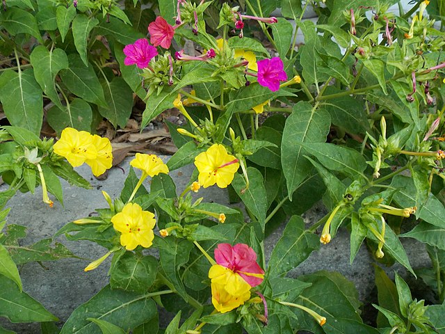Pink & Yellow Mix Four O' Clock - Image 4