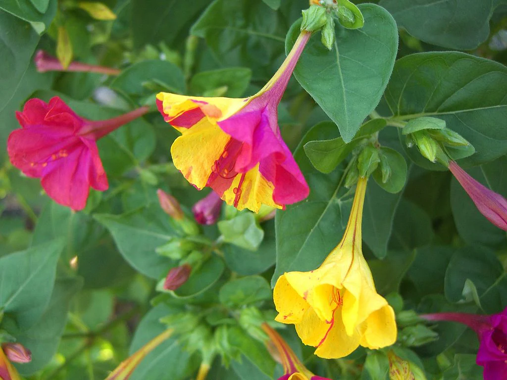 Pink & Yellow Mix Four O' Clock - Image 5