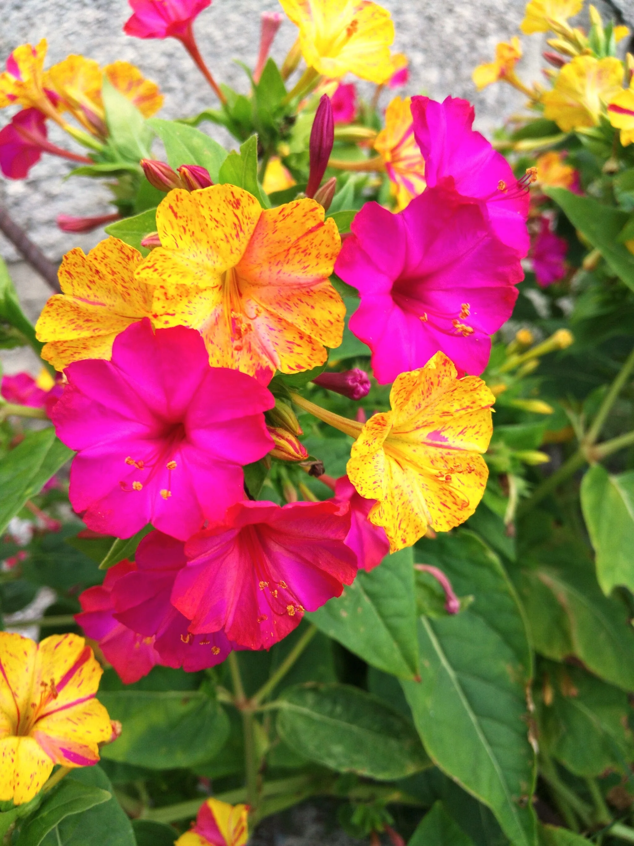 Pink & Yellow Mix Four O' Clock - Image 6