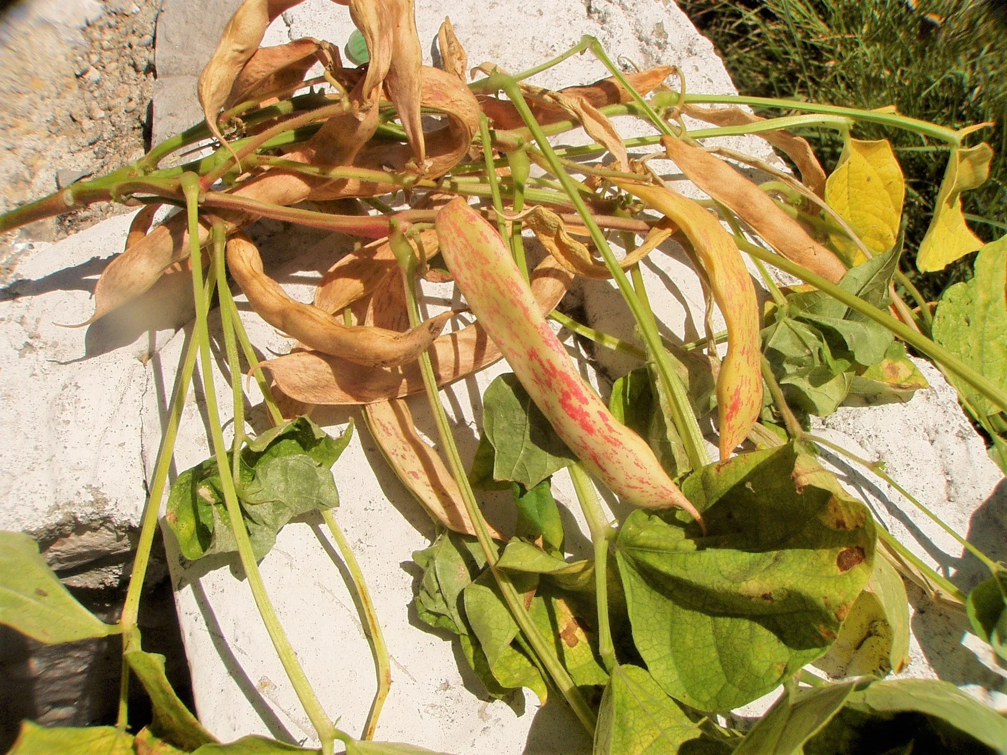 Pinto Bean - Image 3