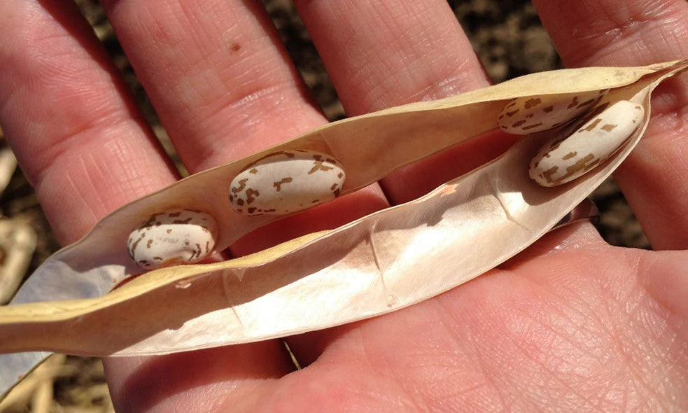 Pinto Bean - Image 4