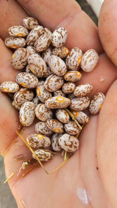 Pinto Bean - Image 5