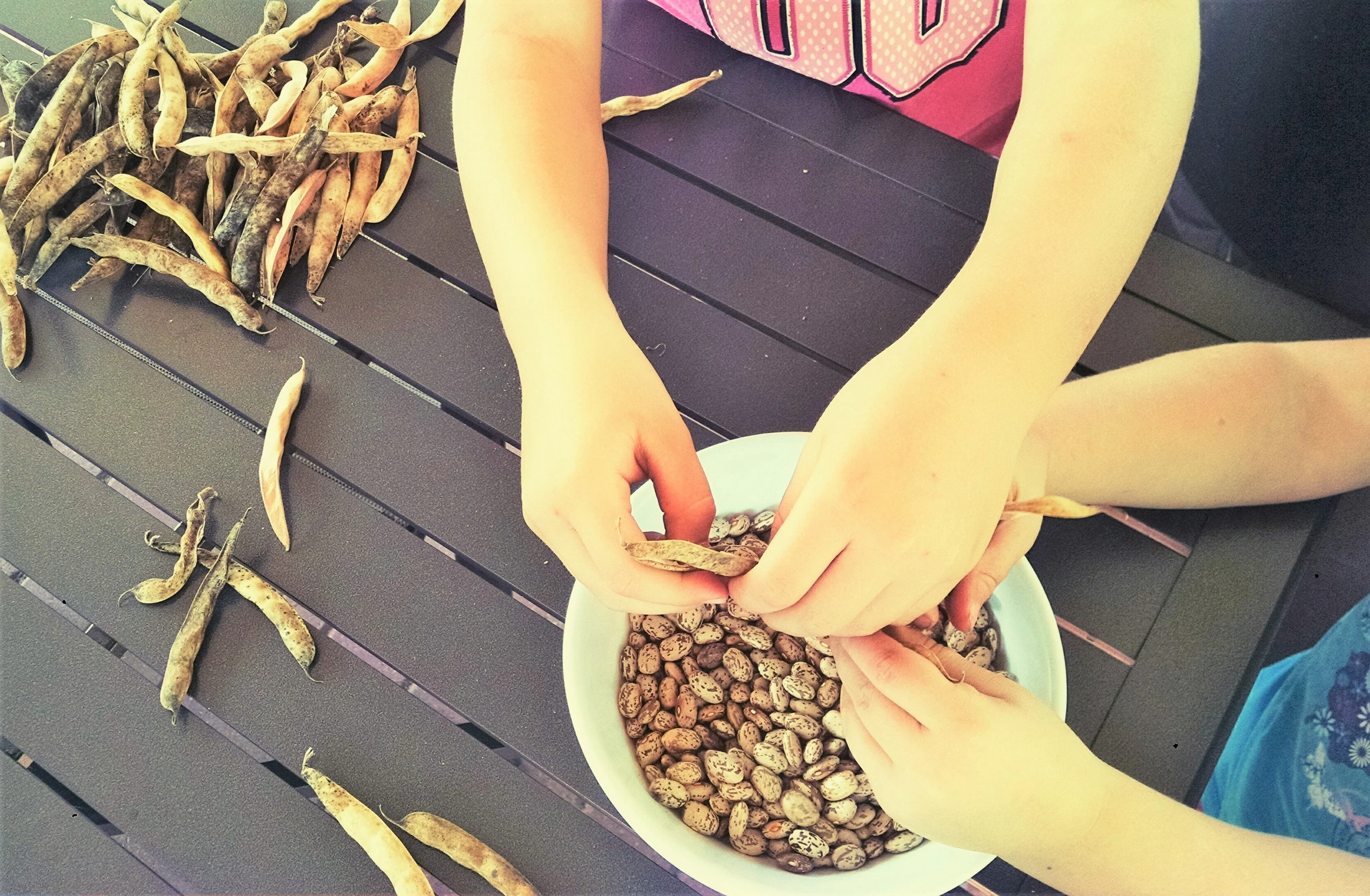 Pinto Bean - Image 6