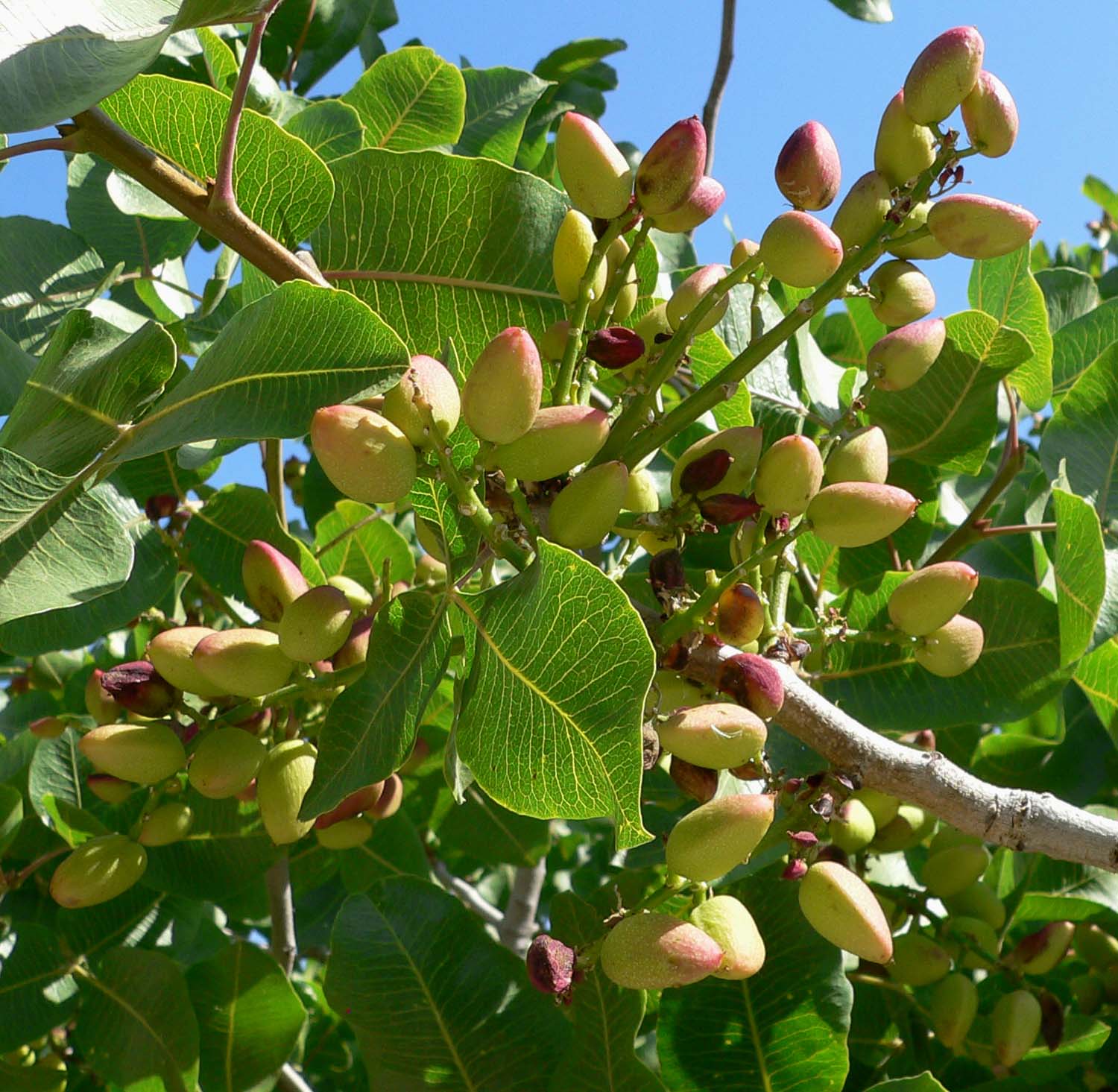 Pistachio Tree - Image 4