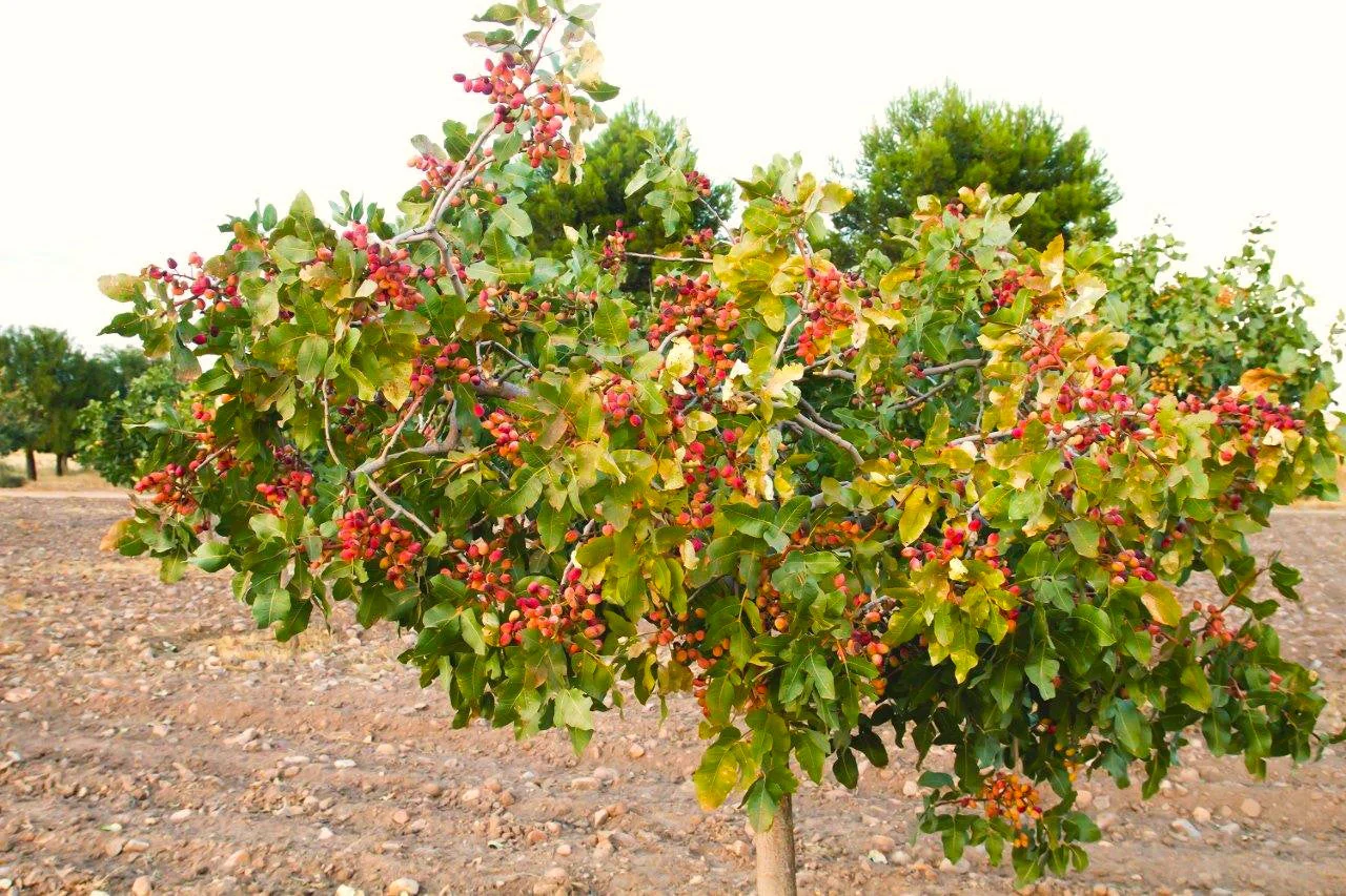 Pistachio Tree - Image 5