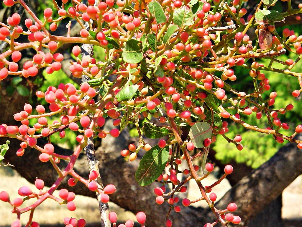 Pistachio Tree - Image 7