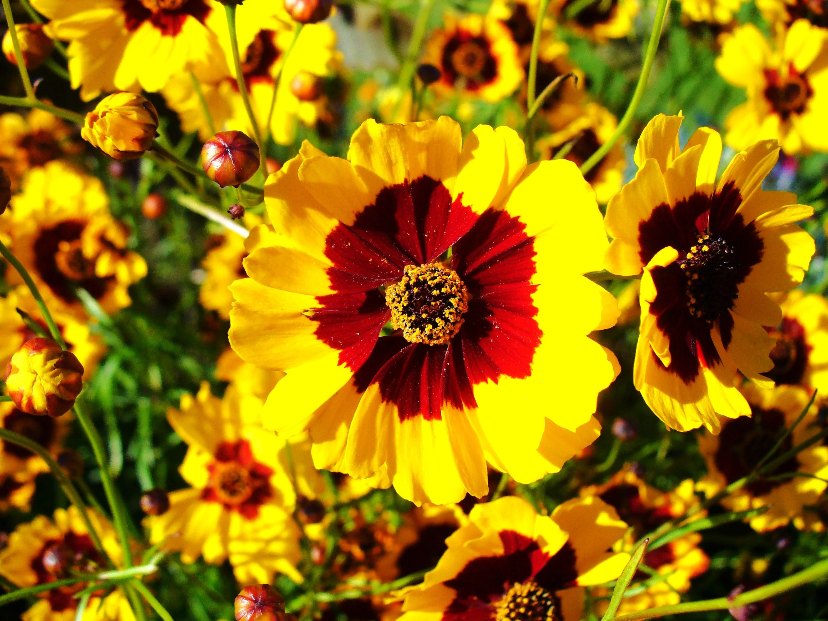 Plains Coreopsis - Image 2