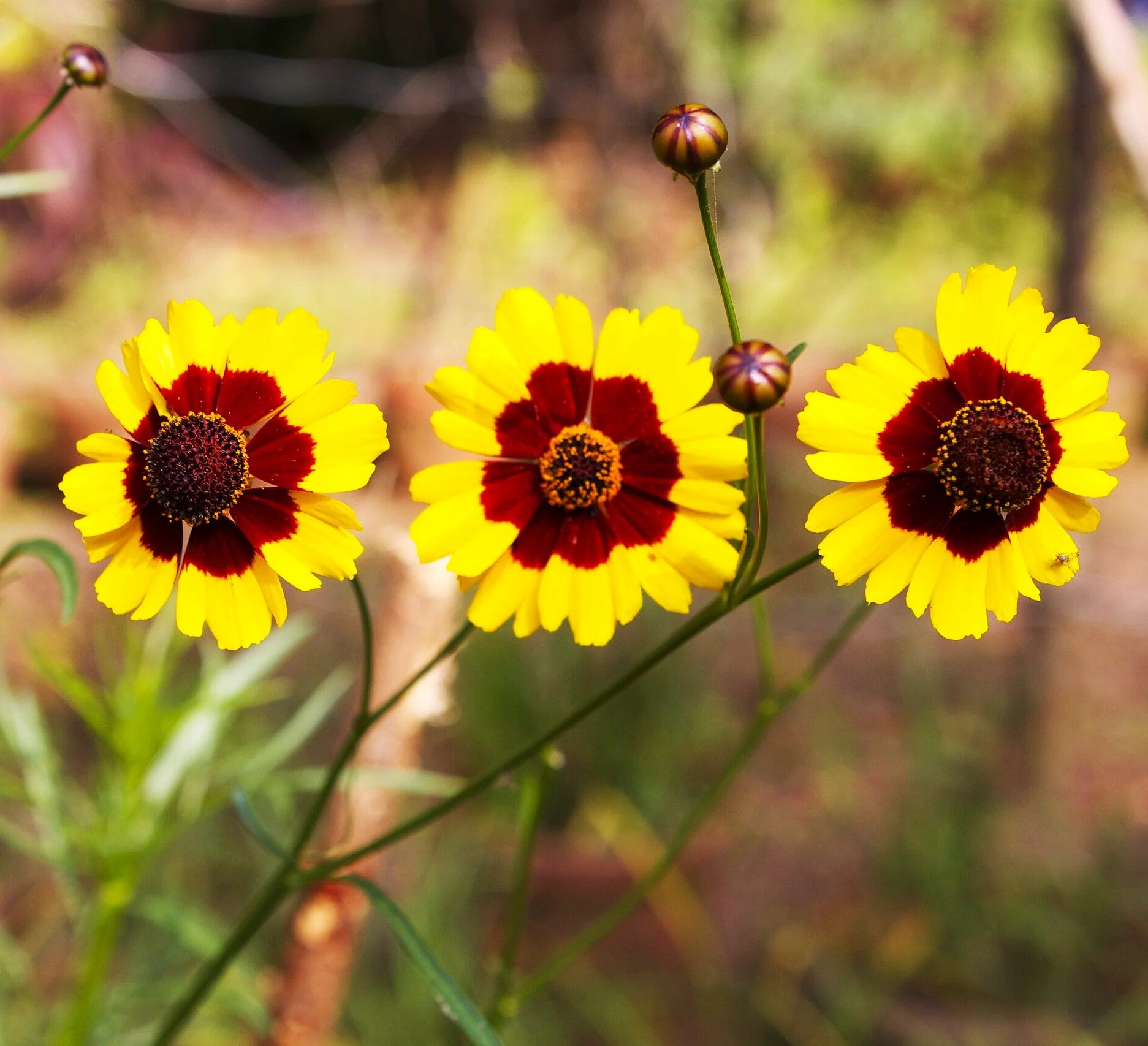 Plains Coreopsis - Image 3