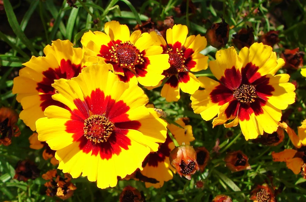 Plains Coreopsis - Image 4