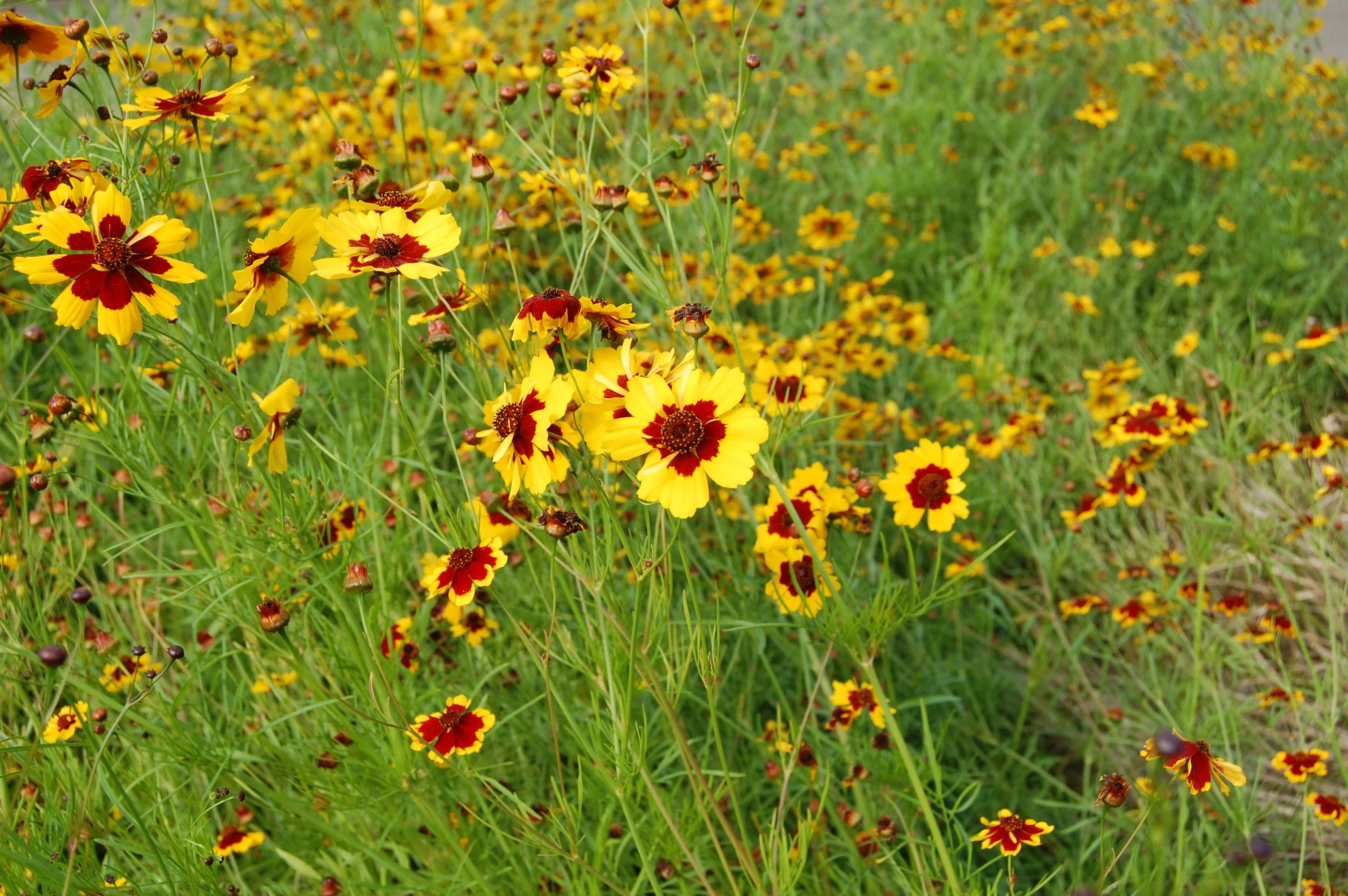 Plains Coreopsis - Image 5