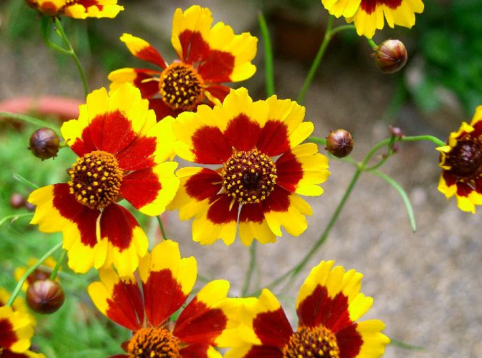 Plains Coreopsis - Image 6
