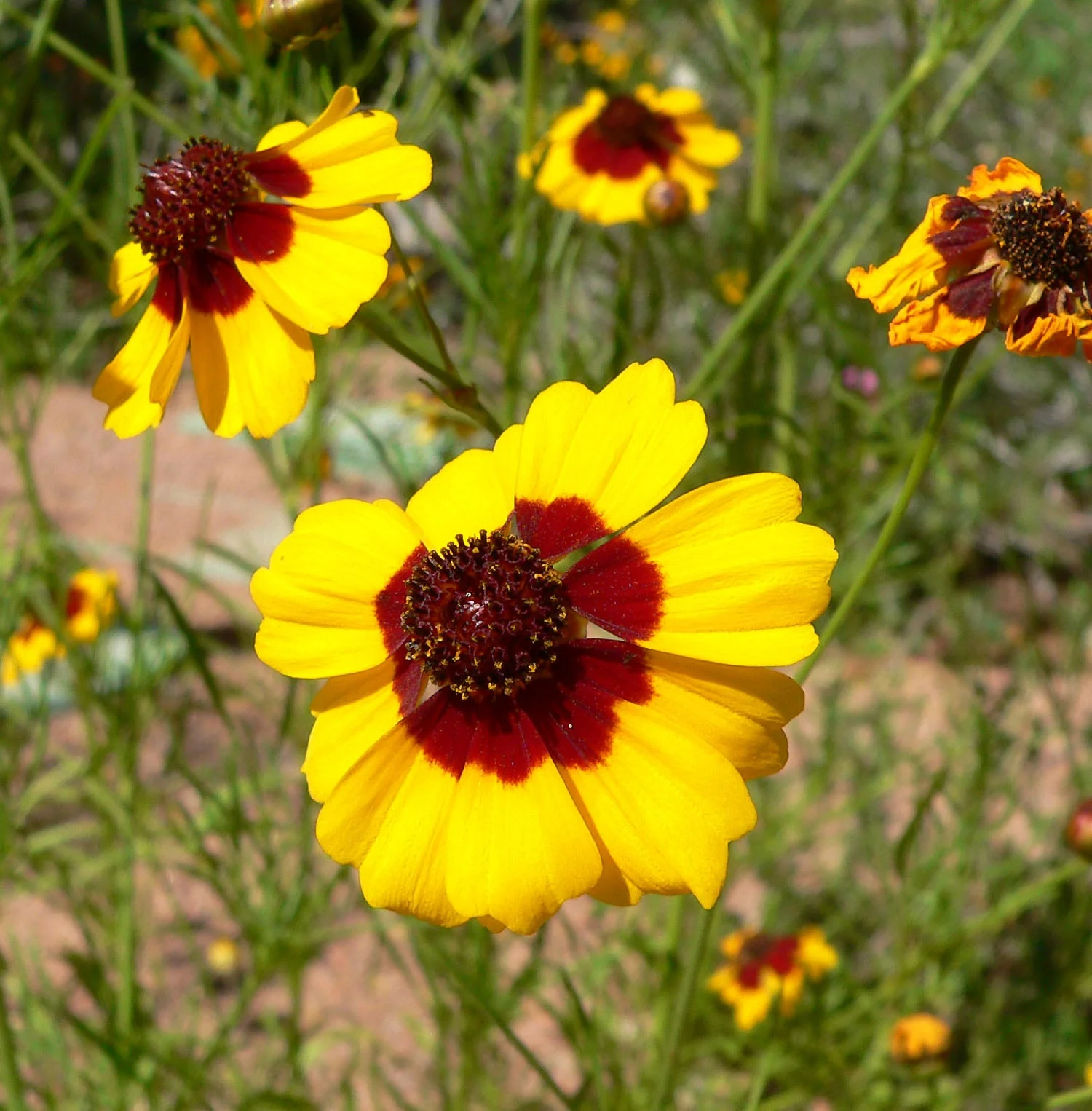 Plains Coreopsis - Image 7