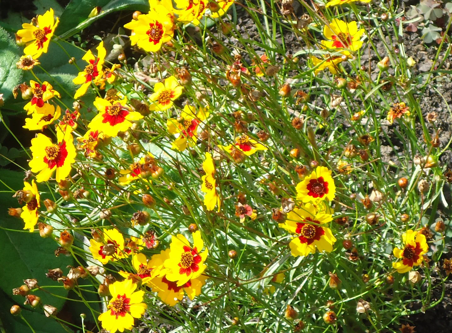 Plains Coreopsis - Image 8