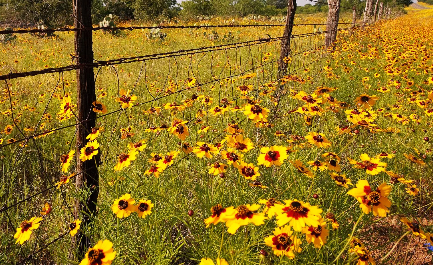 Plains Coreopsis - Image 9