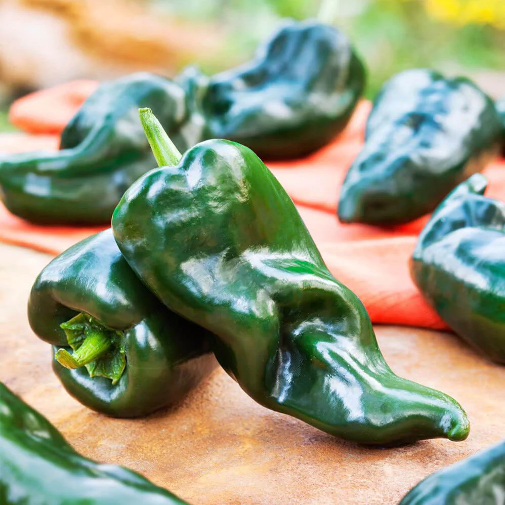 Poblano Pepper - Image 3