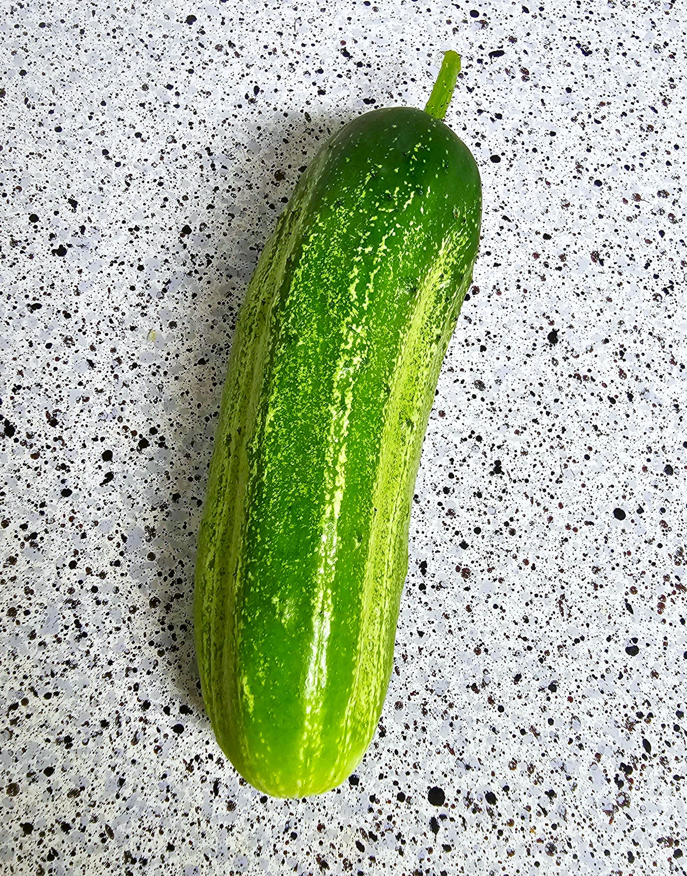 Poinsett 76 Cucumber - Image 3