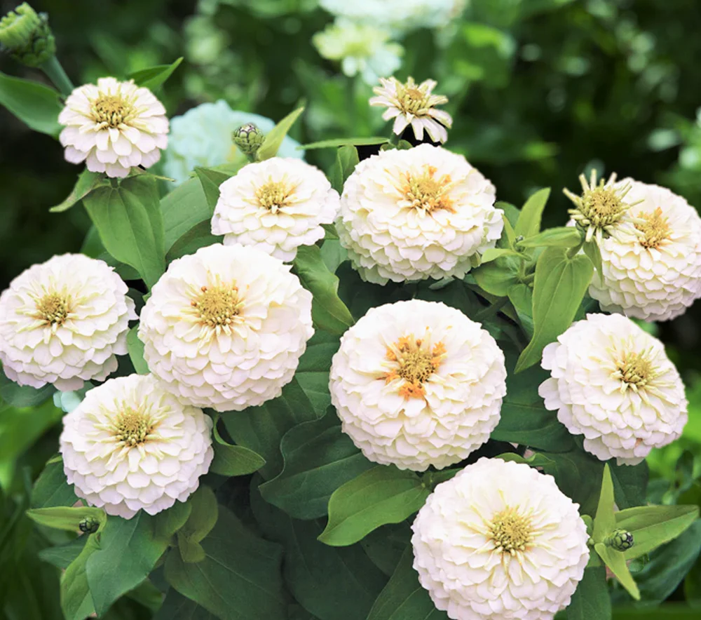 Polar Bear Zinnia - Image 2
