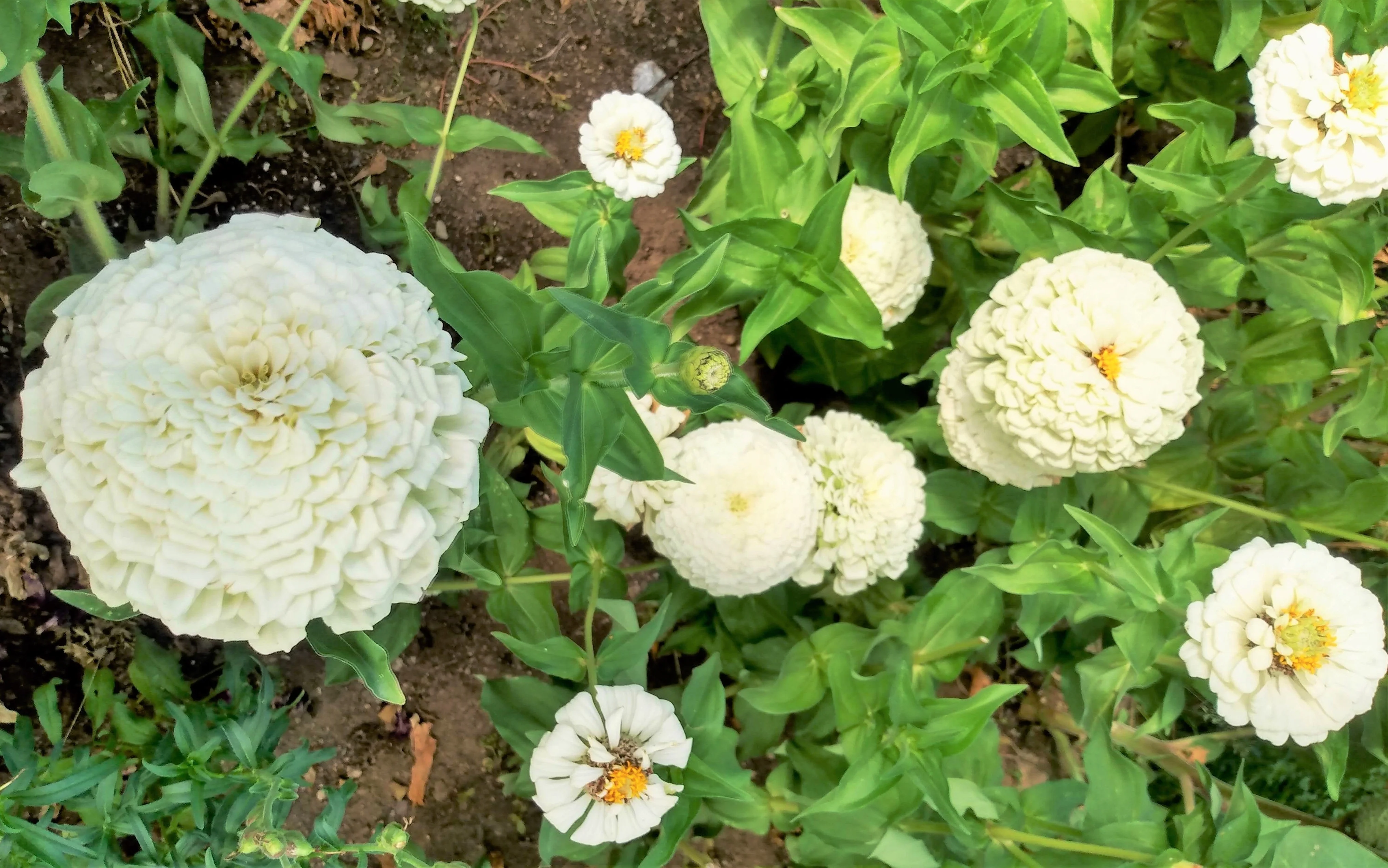 Polar Bear Zinnia - Image 3