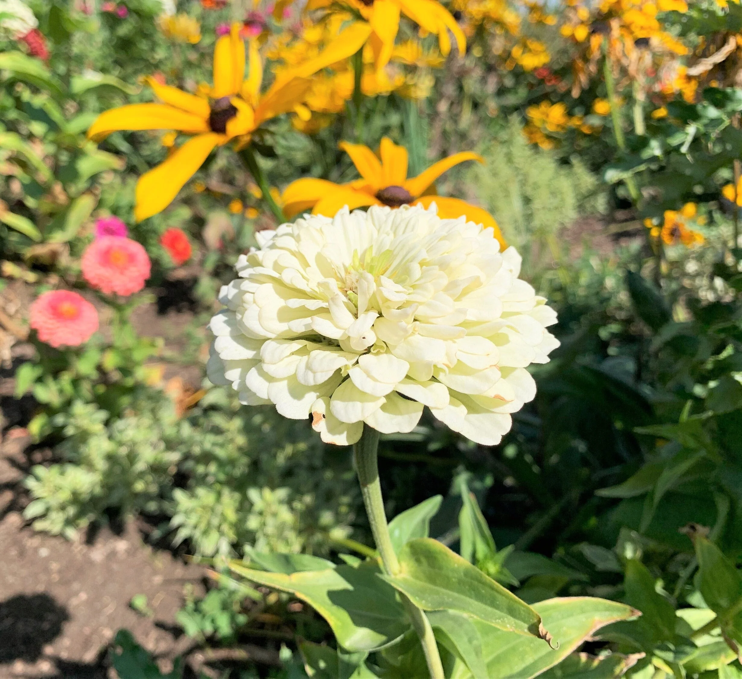 Polar Bear Zinnia - Image 4