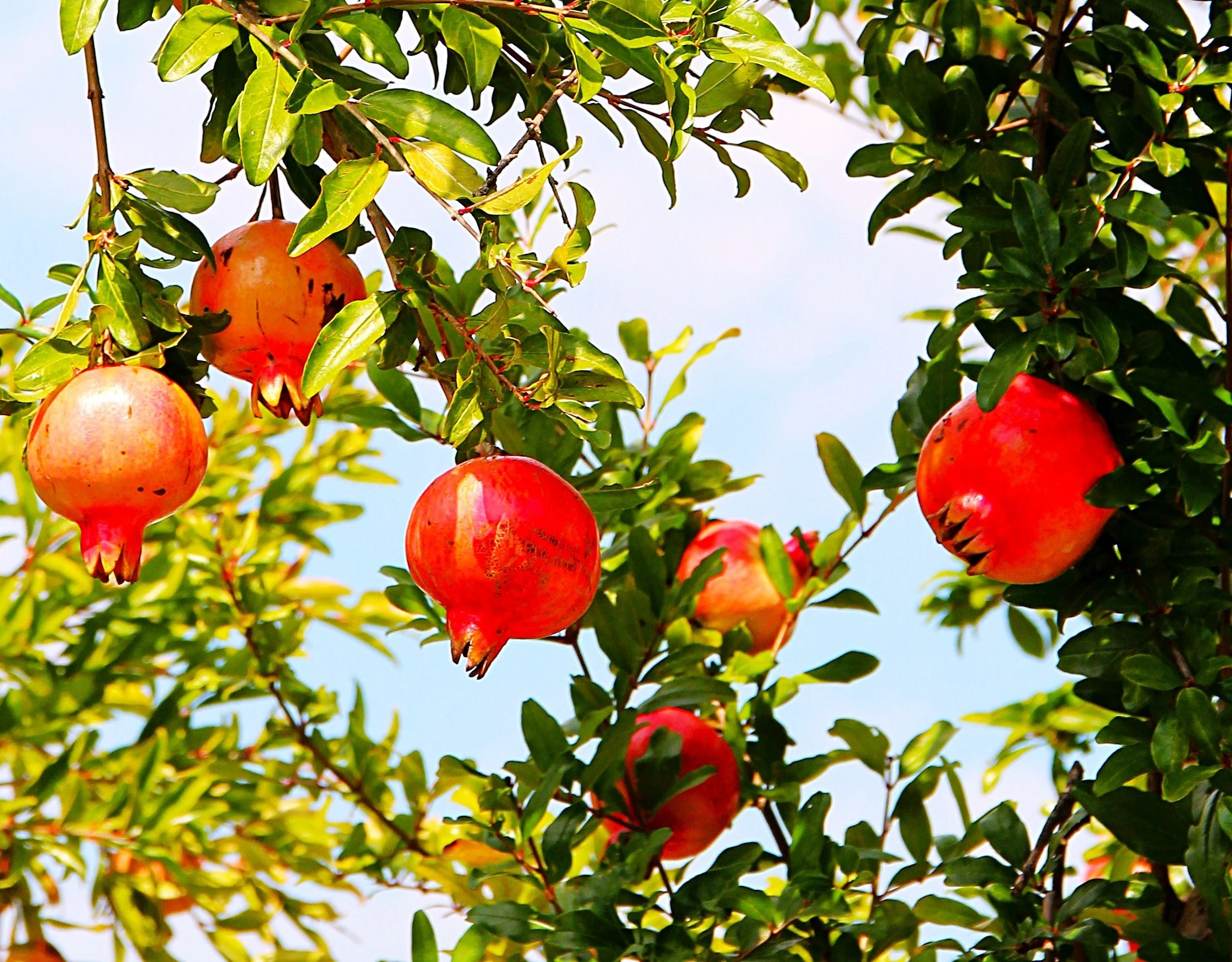 Pomegranate Tree - Image 2