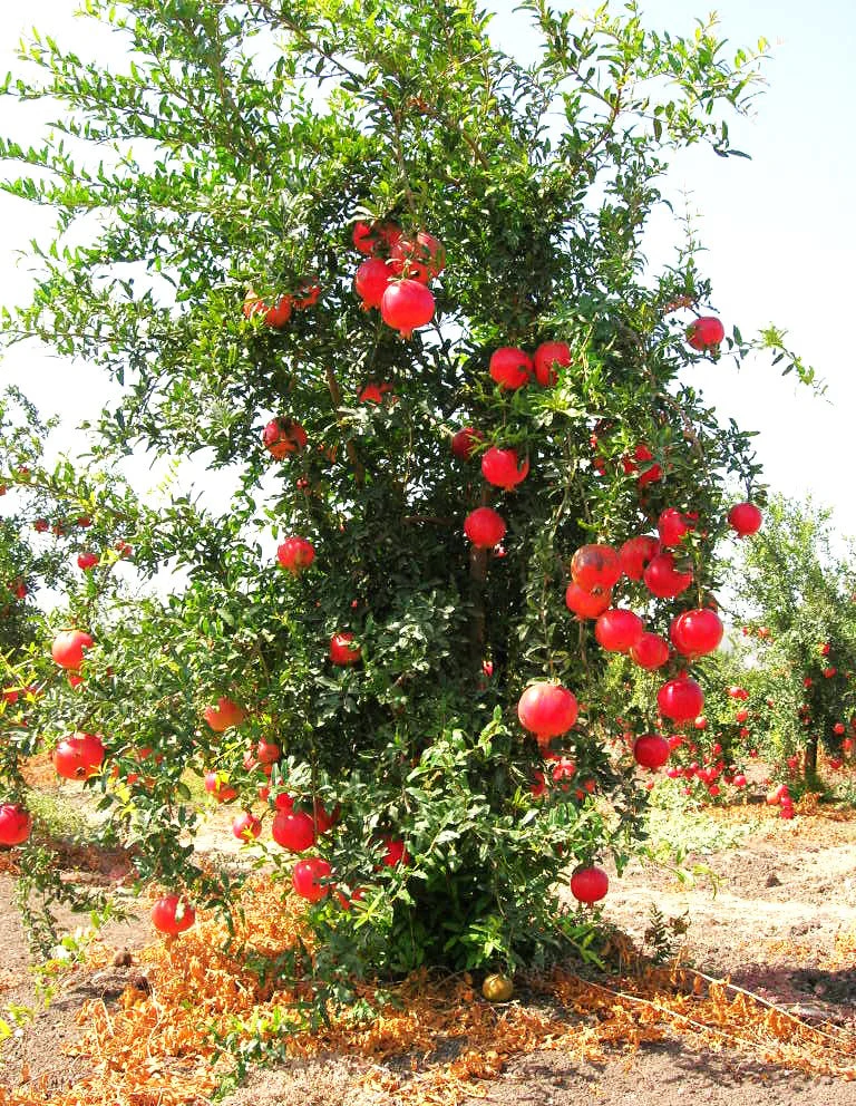 Pomegranate Tree - Image 4