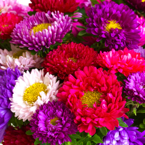 Powder Puff Mix China Aster
