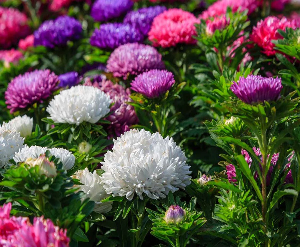 Powder Puff Mix China Aster - Image 2