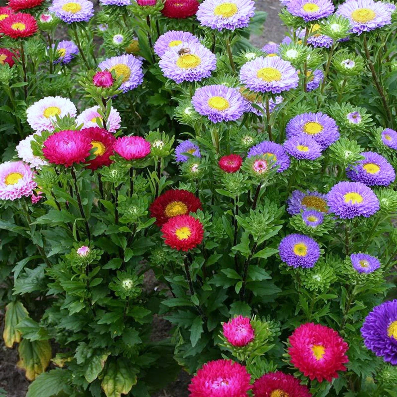 Powder Puff Mix China Aster - Image 3