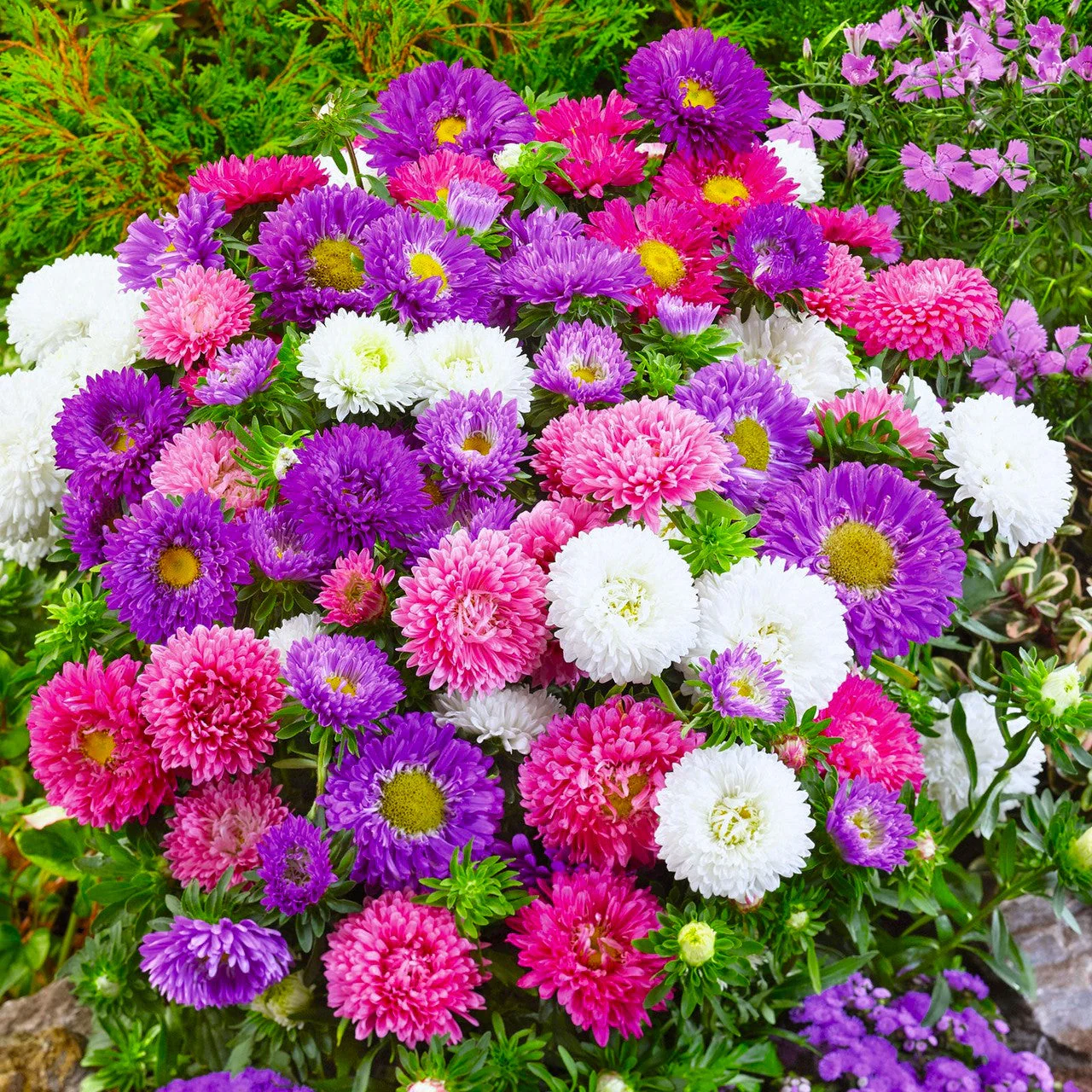 Powder Puff Mix China Aster - Image 4