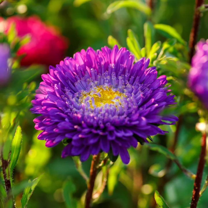 Powder Puff Mix China Aster - Image 6