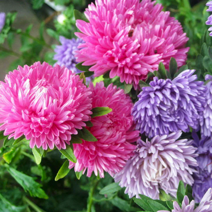 Powder Puff Mix China Aster - Image 7