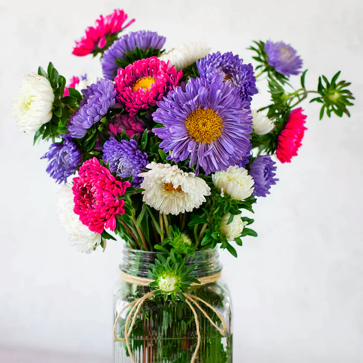 Powder Puff Mix China Aster - Image 8